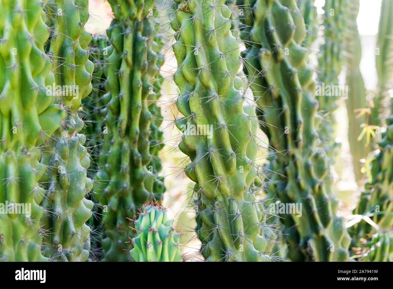 Große grüne Kaktus mit Dornen outdoor in der Wüste. Pflanze Kaktus mit Stacheln. Natur, floral background Stockfoto