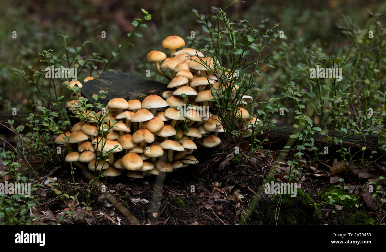 Kleine schöne Pilze wahrscheinlich die von Honig Pilz (Armillaria Mellea) wachsen auf einem Baumstumpf nahe, vor dem Hintergrund der Bäume im Wald Stockfoto
