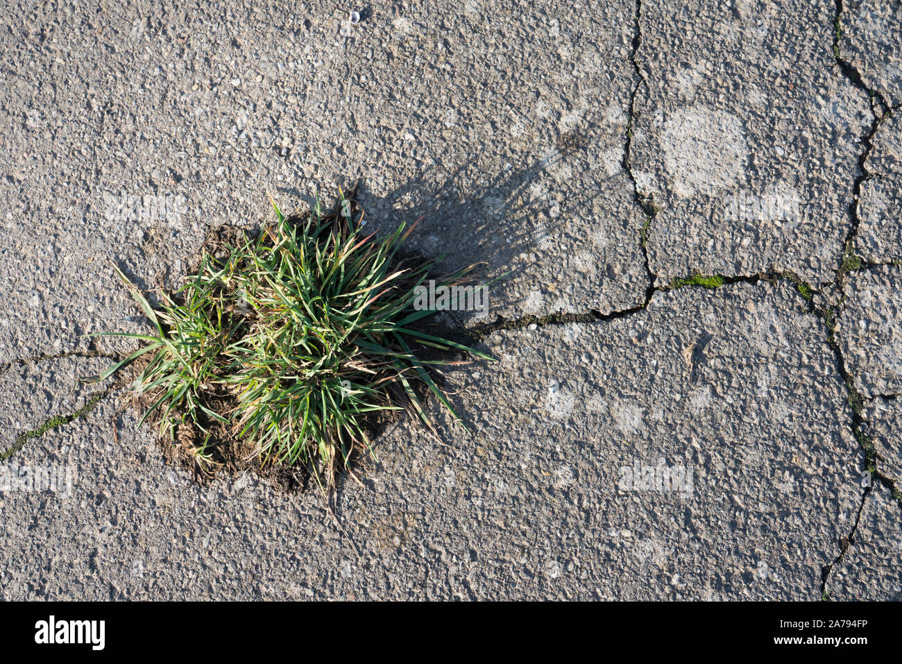 Eine Anlage brach durch den Asphalt. Stockfoto