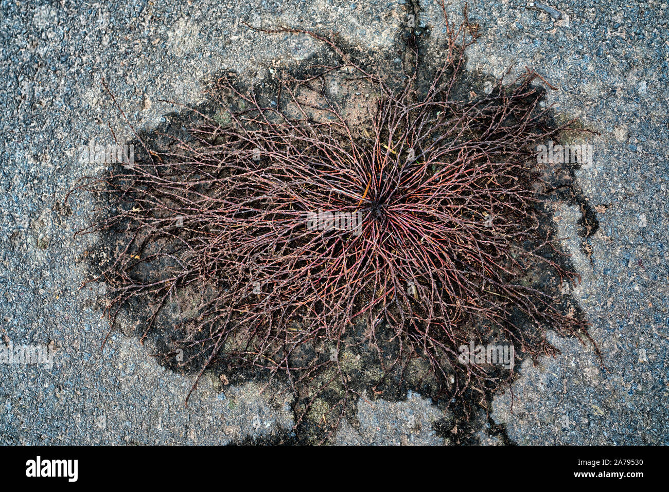 Eine Anlage brach durch den Asphalt. Stockfoto