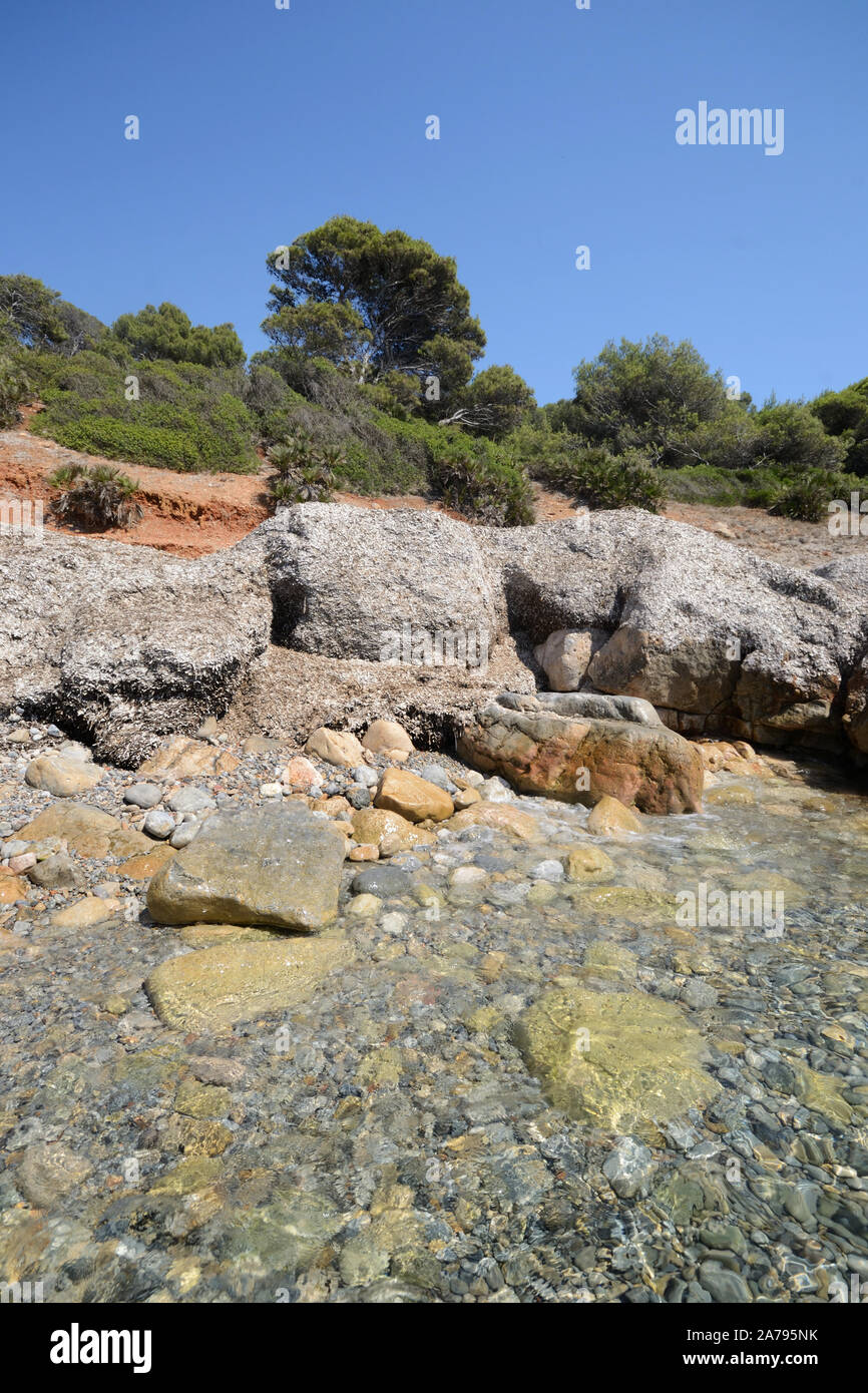 Felsen und Posidonia Anlage am Strand in der Bucht von Punta Giglio Porto Conte Naturpark in Sardinien Stockfoto