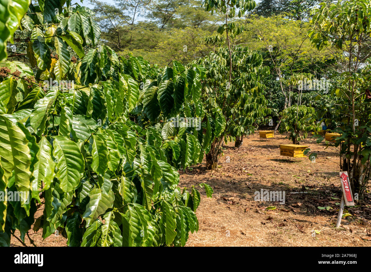 Der Kaffeeplantage, Bolaven Plateau, Laos, Asien, Stockfoto