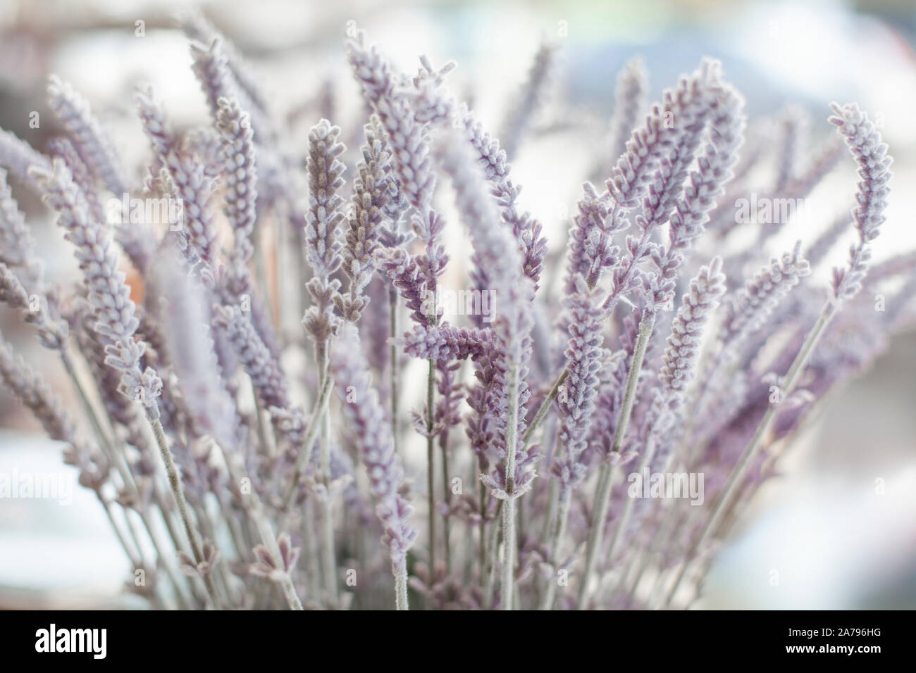 Ein Bündel von künstlichen Lavendel in Pastelltönen Stockfoto