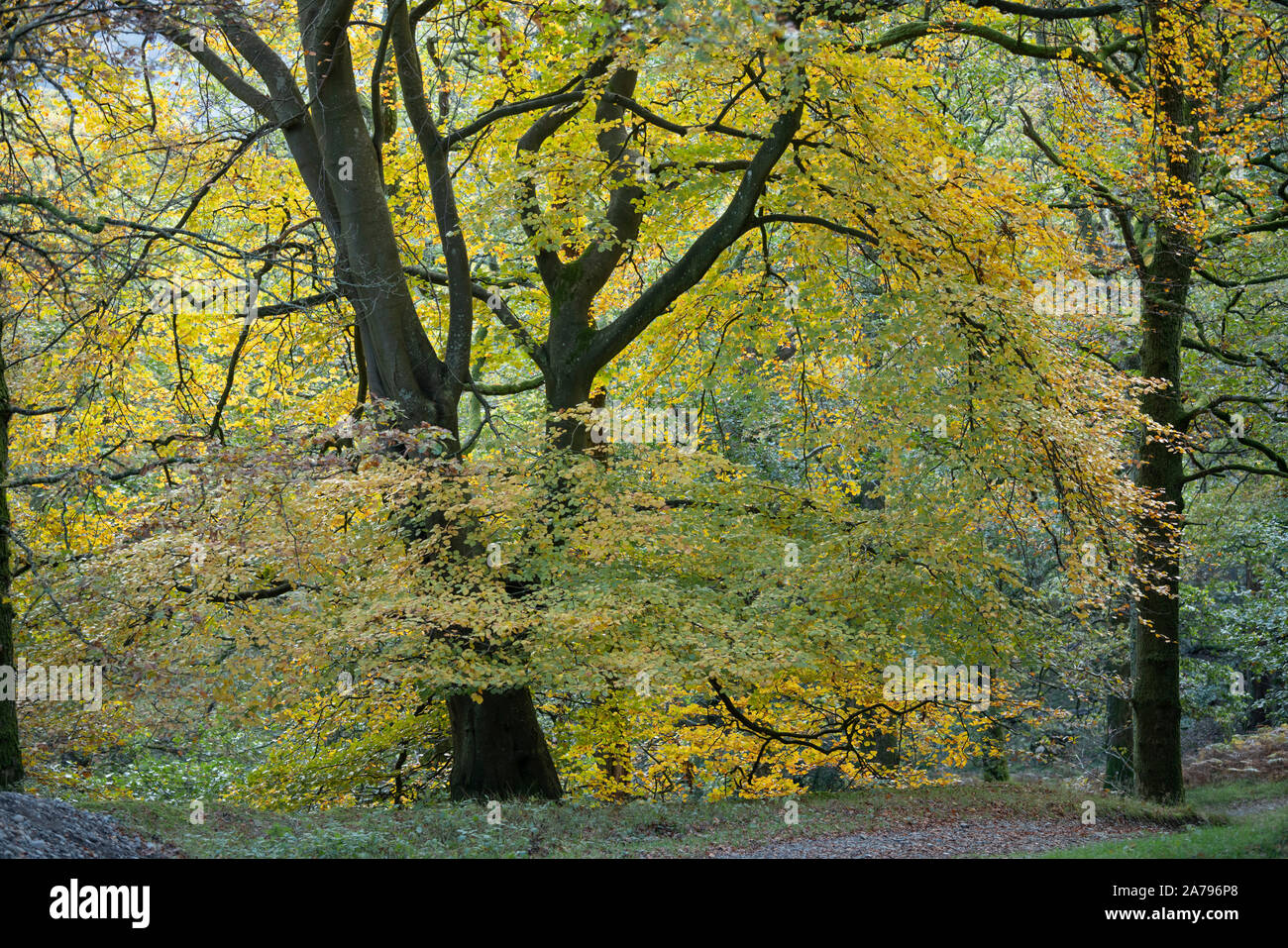 Enorme buche Baum im Herbst Sonnenlicht in Brandlehow Holz, Borrowdale, Cumbria, England. Stockfoto