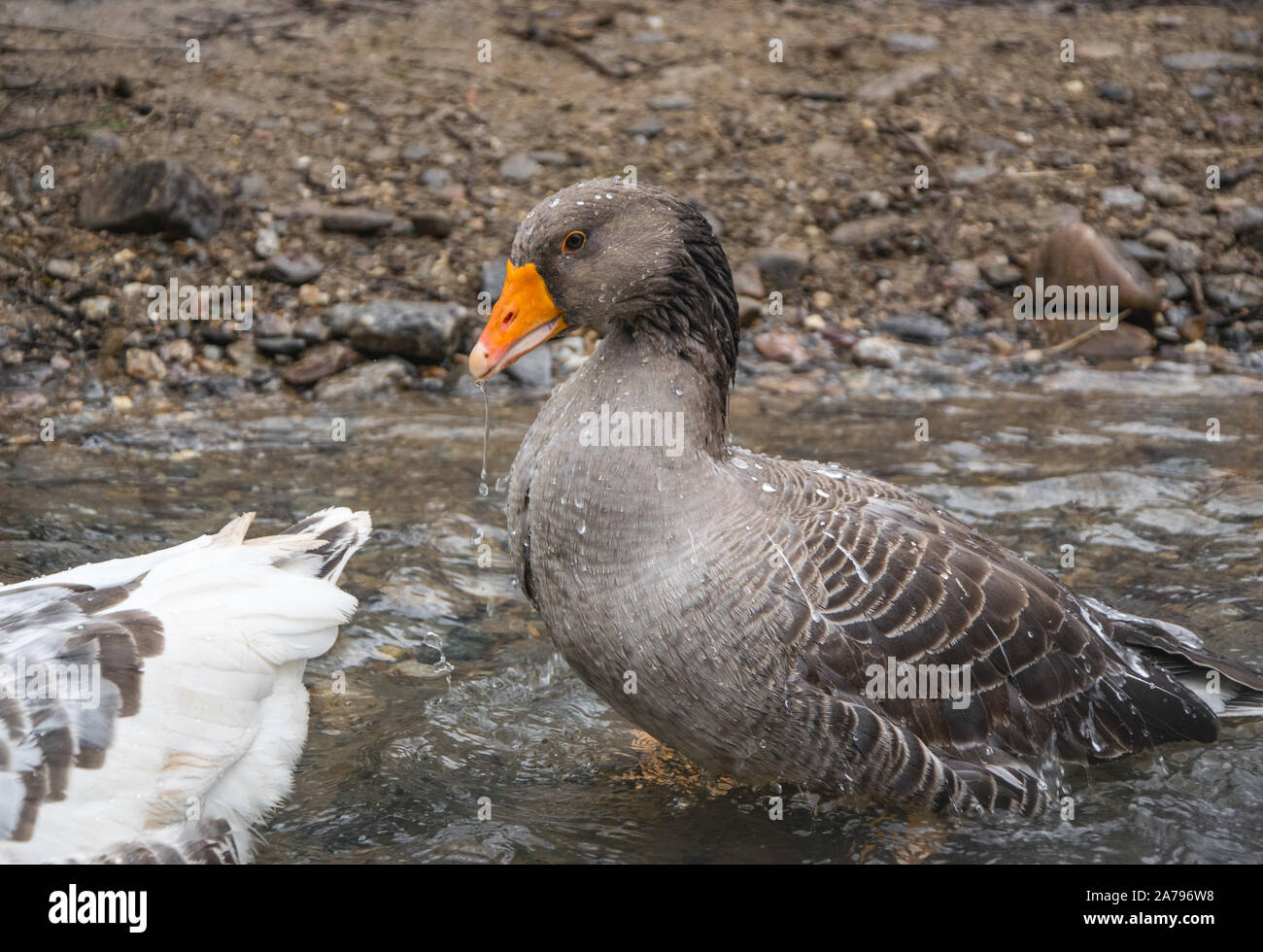 Dunkle Gans in der Badewanne in Cold mountain river Stockfoto