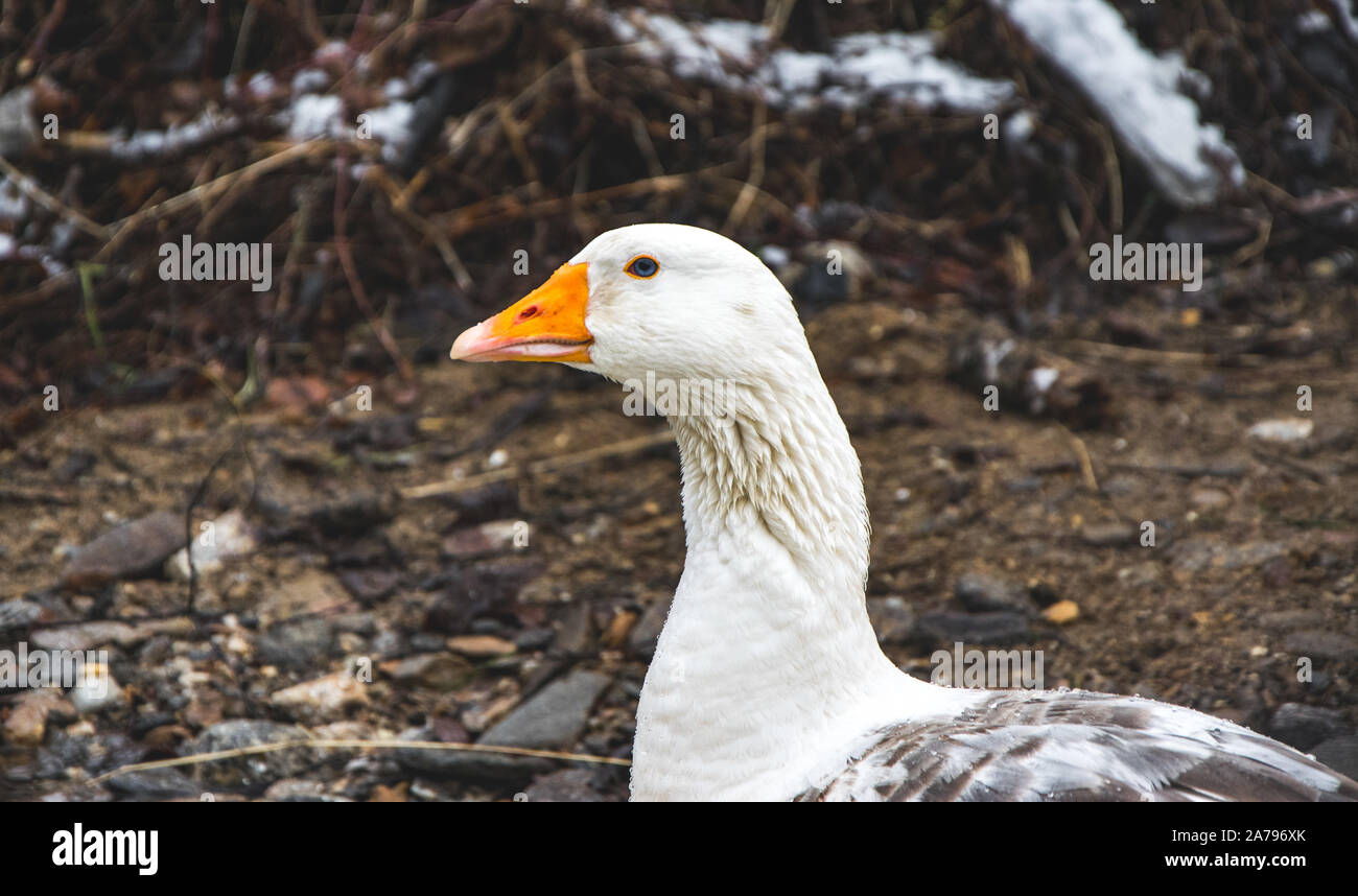 Portrait von weiße Gans in der Badewanne in Cold mountain river Stockfoto