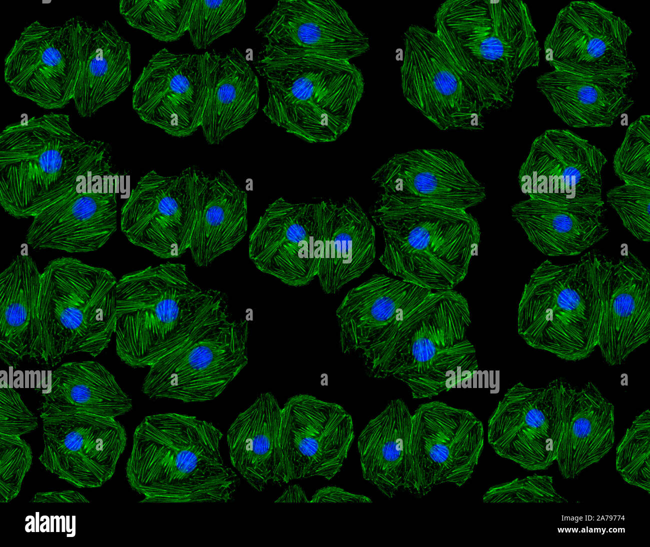 Fluoreszierendes Bild von menschlichen Stammzellen gebeizt mit monoklonalen Antikörpern Markierungen, die unter der Mikroskopie die Atomkerne in Blau und Aktin Mikrofilamenten in Grün Stockfoto