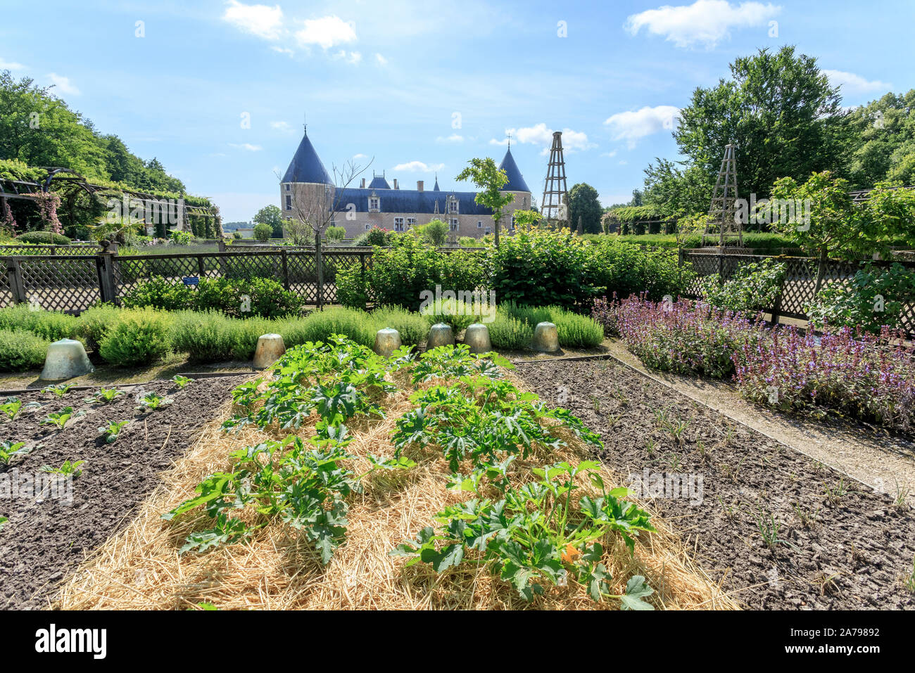 Frankreich, Loiret, Chilleurs Aux Bois, Chateau de Chamerolles Park und Gärten, die Jardin Renaissance, Gemüsegarten, Square, Zucchini Plantage//F Stockfoto