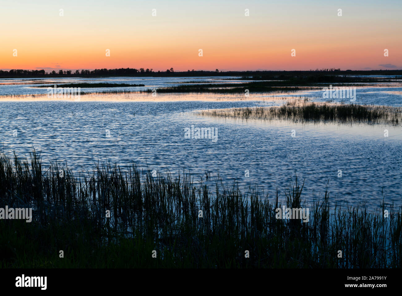 Feder twilight über Sumpfland, Wisconsin, USA, von Dominique Braud/Dembinsky Foto Assoc Stockfoto