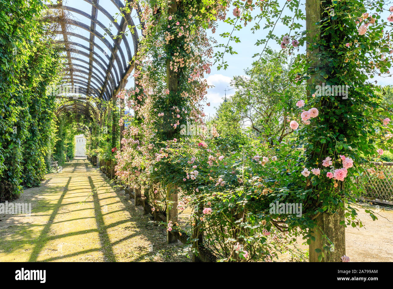 Frankreich, Loiret, Chilleurs Aux Bois, Chateau de Chamerolles Park und Gärten, lange und hohe Pergola bedeckt mit Kletterrosen, liana Rosen, Glyzinen, Stockfoto