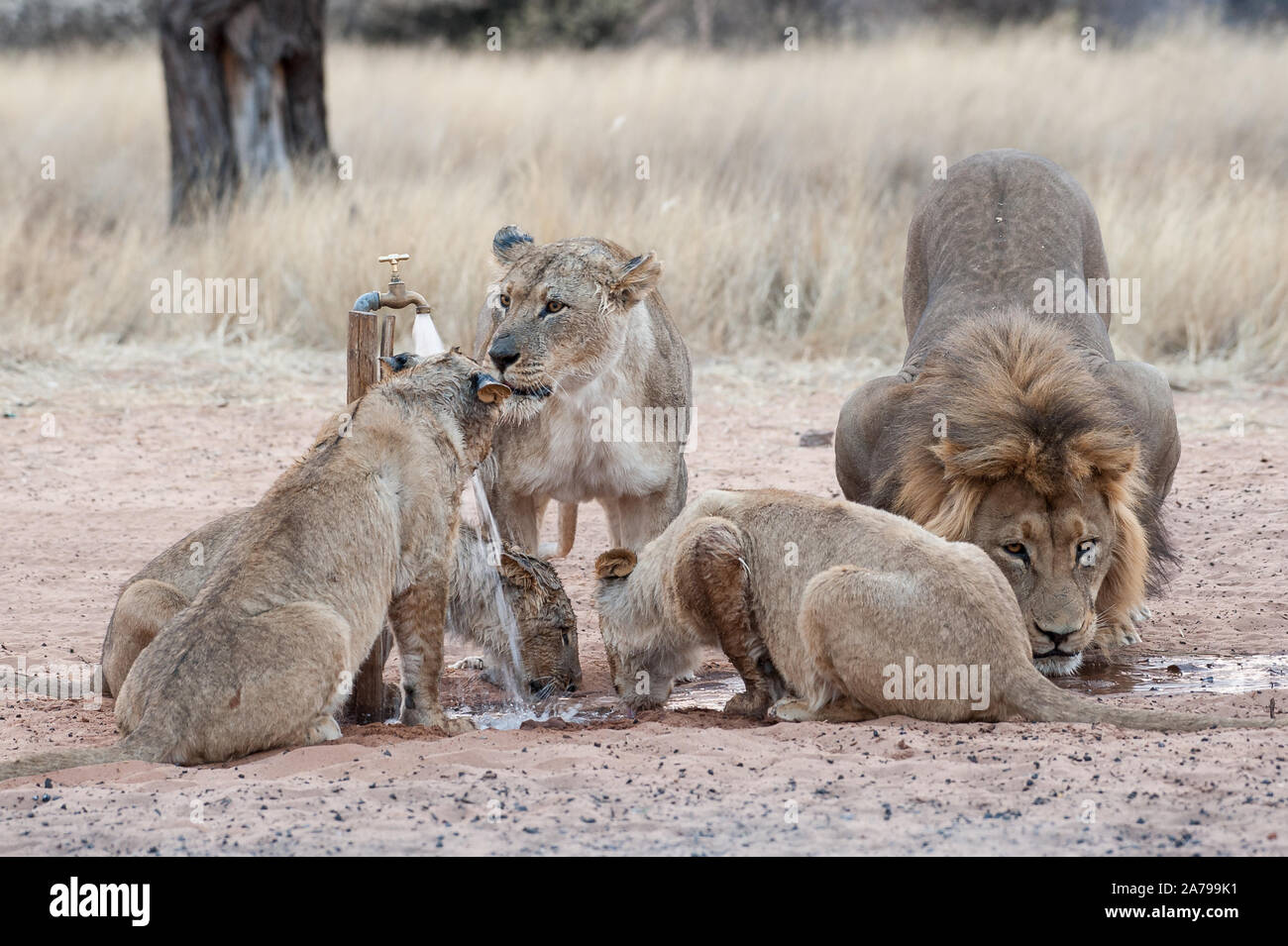 Pride Of Lions in sehr frühen Morgen Licht spielen mit Wasser bei Mpayathuthlwa Mabuasehube Game Reserve (Pan), Botswana tippen Stockfoto