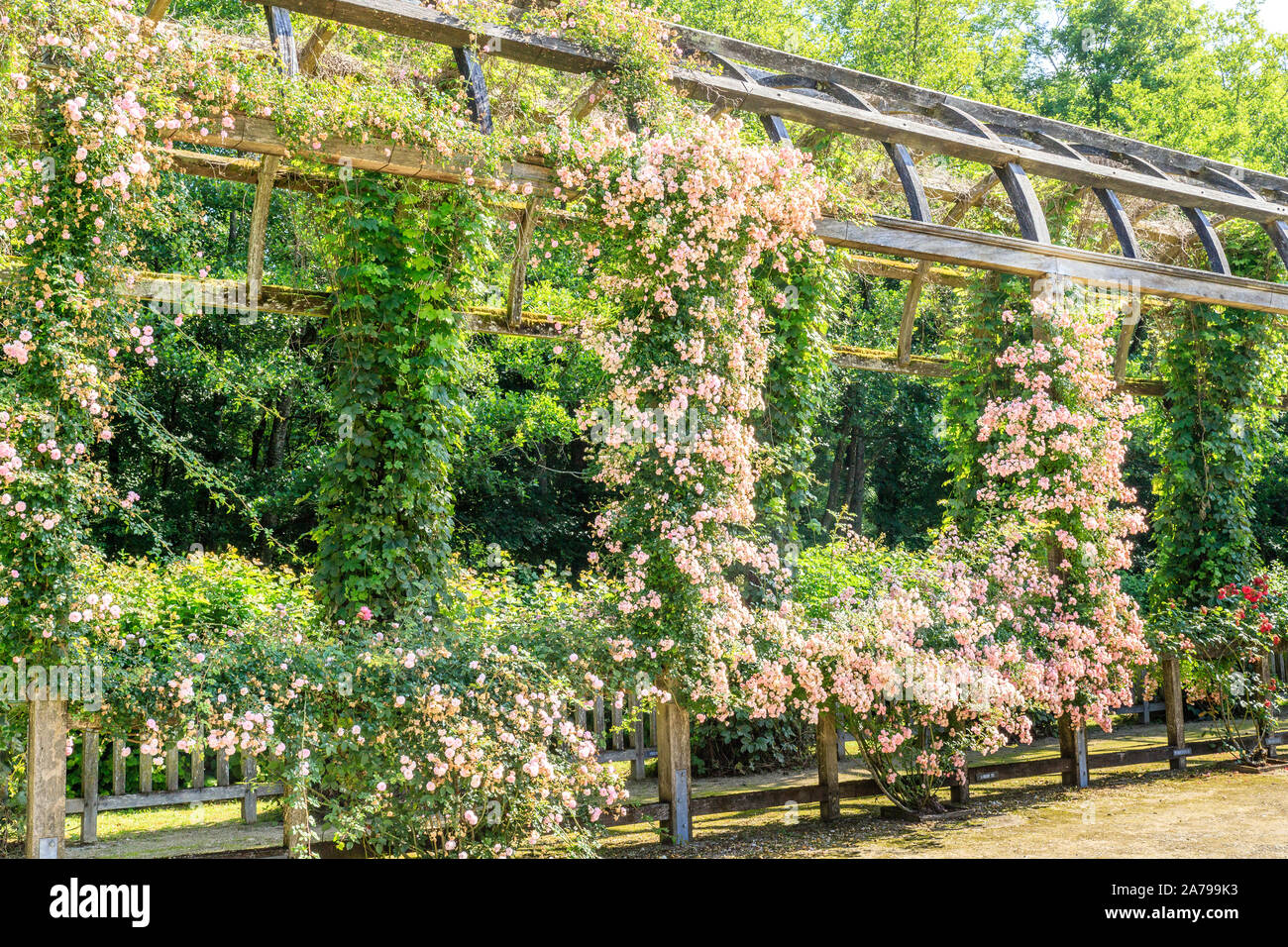 Frankreich, Loiret, Chilleurs Aux Bois, Chateau de Chamerolles Park und Gärten, lange und hohe Pergola bedeckt mit Climbing Roses 'La Fraicheur', Liana r Stockfoto