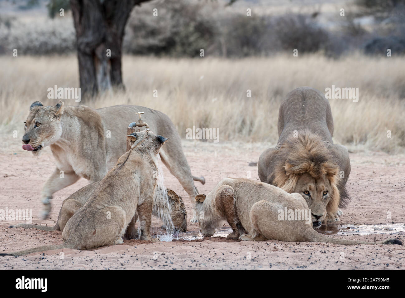 Pride Of Lions in sehr frühen Morgen Licht spielen mit Wasser bei Mpayathuthlwa Mabuasehube Game Reserve (Pan), Botswana tippen Stockfoto