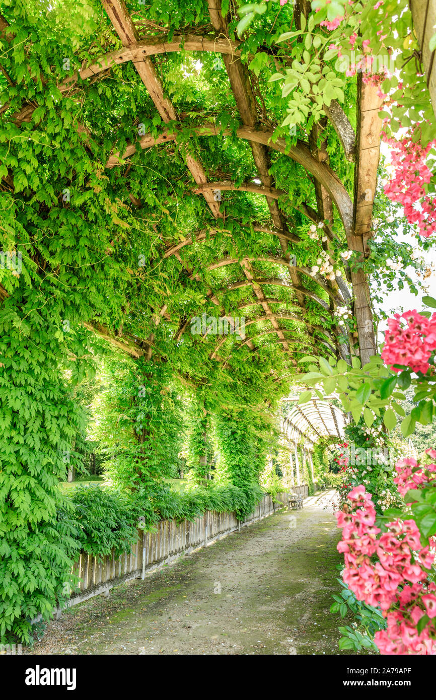 Frankreich, Loiret, Chilleurs Aux Bois, Chateau de Chamerolles Park und Gärten, lange und hohe Pergola bedeckt mit Kletterrosen, liana Rosen, Glyzinen, Stockfoto