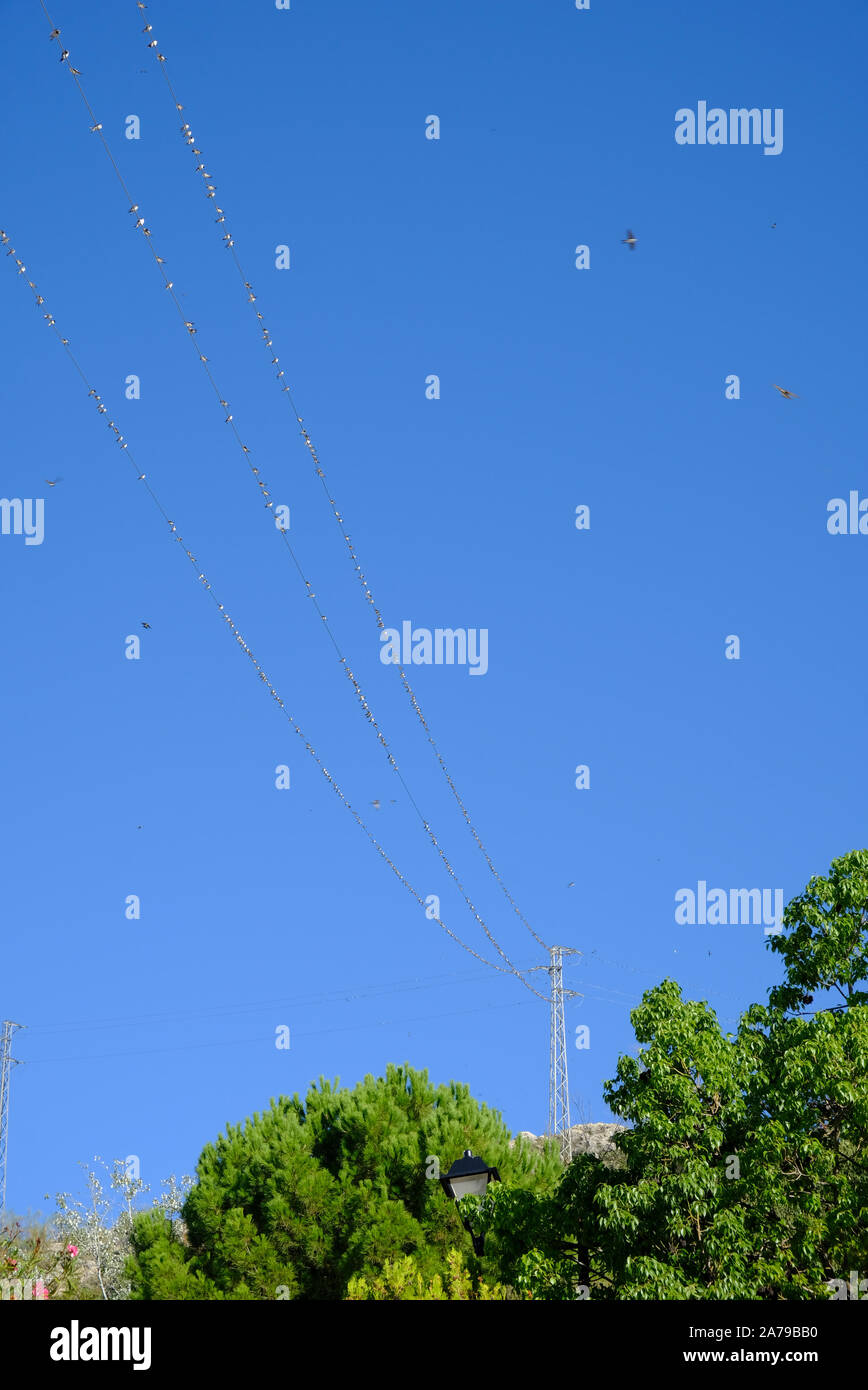 Versammlung von House Martins, ruht auf Migration nach Afrika. Sie sind nur 125 Meilen von Gibraltar entfernt, in der Nähe, wo sie die Geraden nach Marokko überqueren. Stockfoto