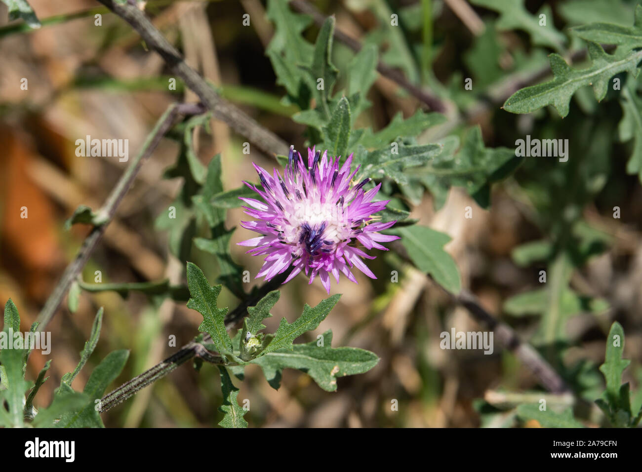 Flockenblume Blumen in voller Blüte im Frühling Stockfoto