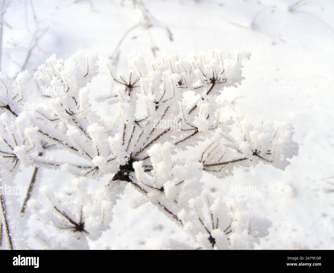 Winter close-up Szene mit Unkraut bedeckt von Schnee. Wildes Gras strukturelle Geometrie. Dekorative Natur Elemente in den ländlichen Szene, abstrakte Sicht. Stockfoto