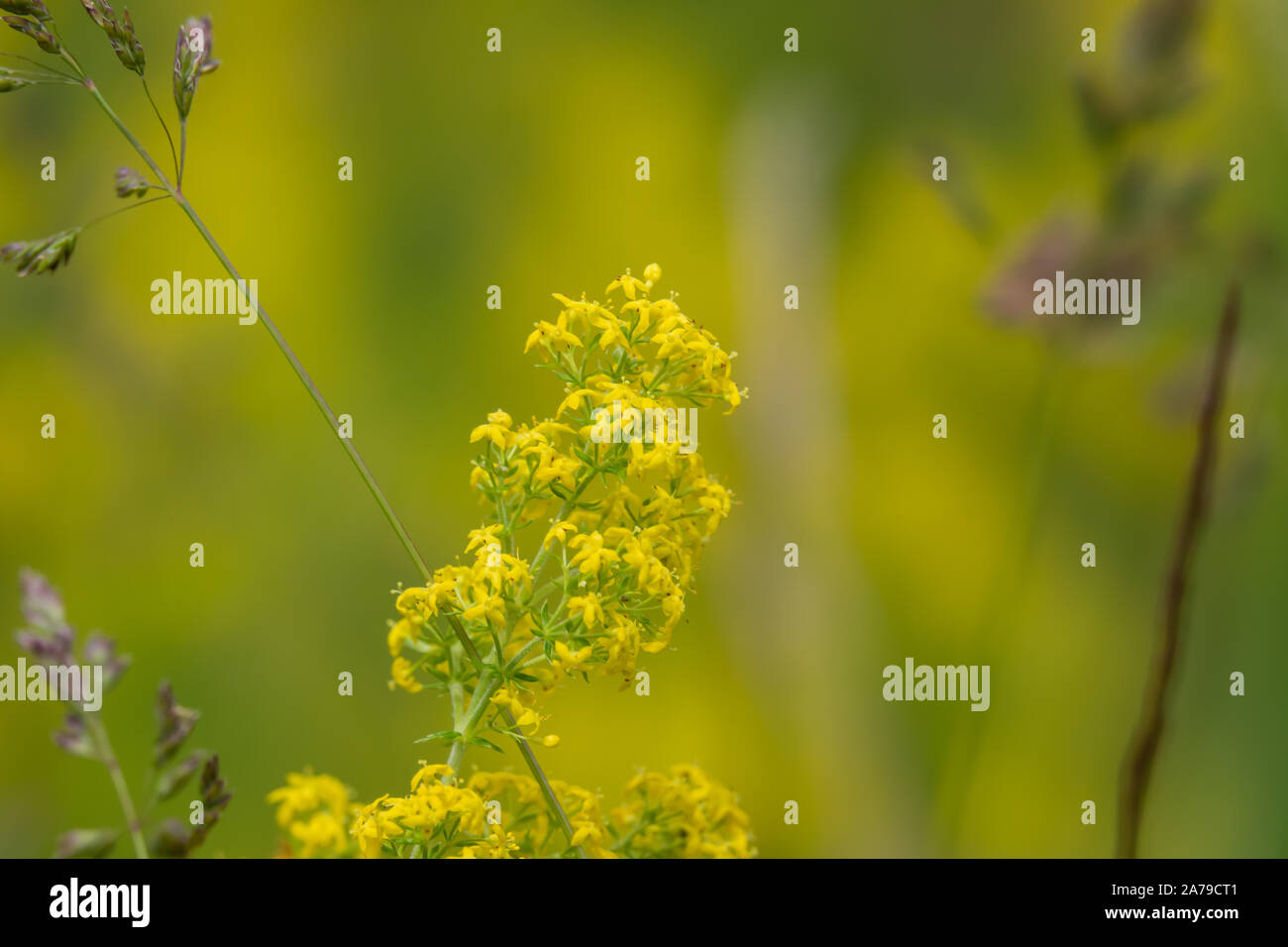 Lady's Bedstraw Blumen in voller Blüte im Frühling Stockfoto