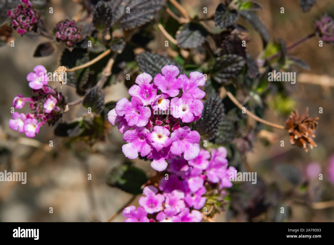 Lantana Blüten im Winter Stockfoto