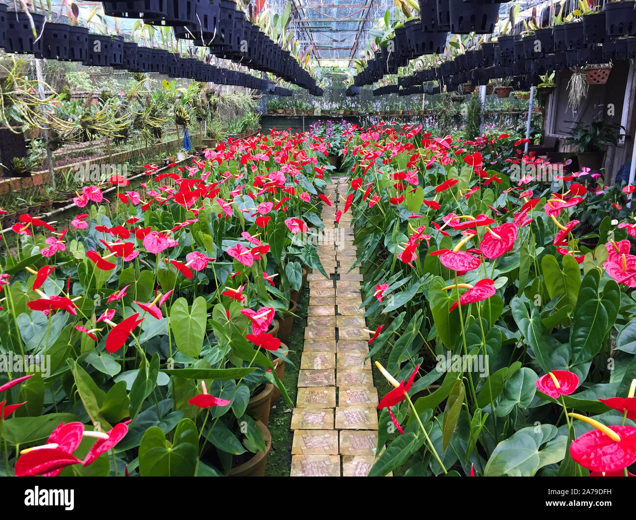 Roter Flamingo Blumen oder Junge blumen Pigtail Anthurium am Botanischen Garten in Dalat, Vietnam. Stockfoto