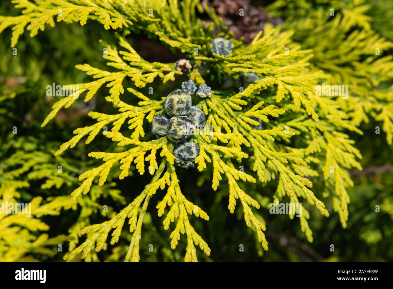 Lawson Cypress Blätter und Kegel im Frühling Stockfoto