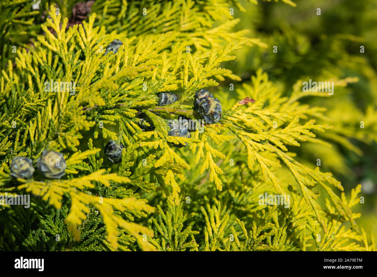 Lawson Cypress Blätter und Kegel im Frühling Stockfoto