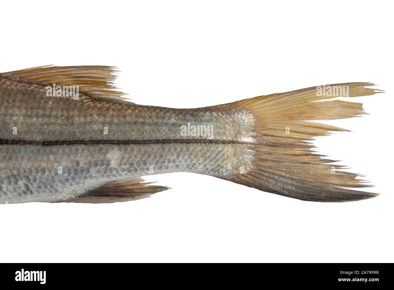 Schwanz der Bouche Meer Fisch Trinidad Karibik isoliert auf weißem Hintergrund Stockfoto