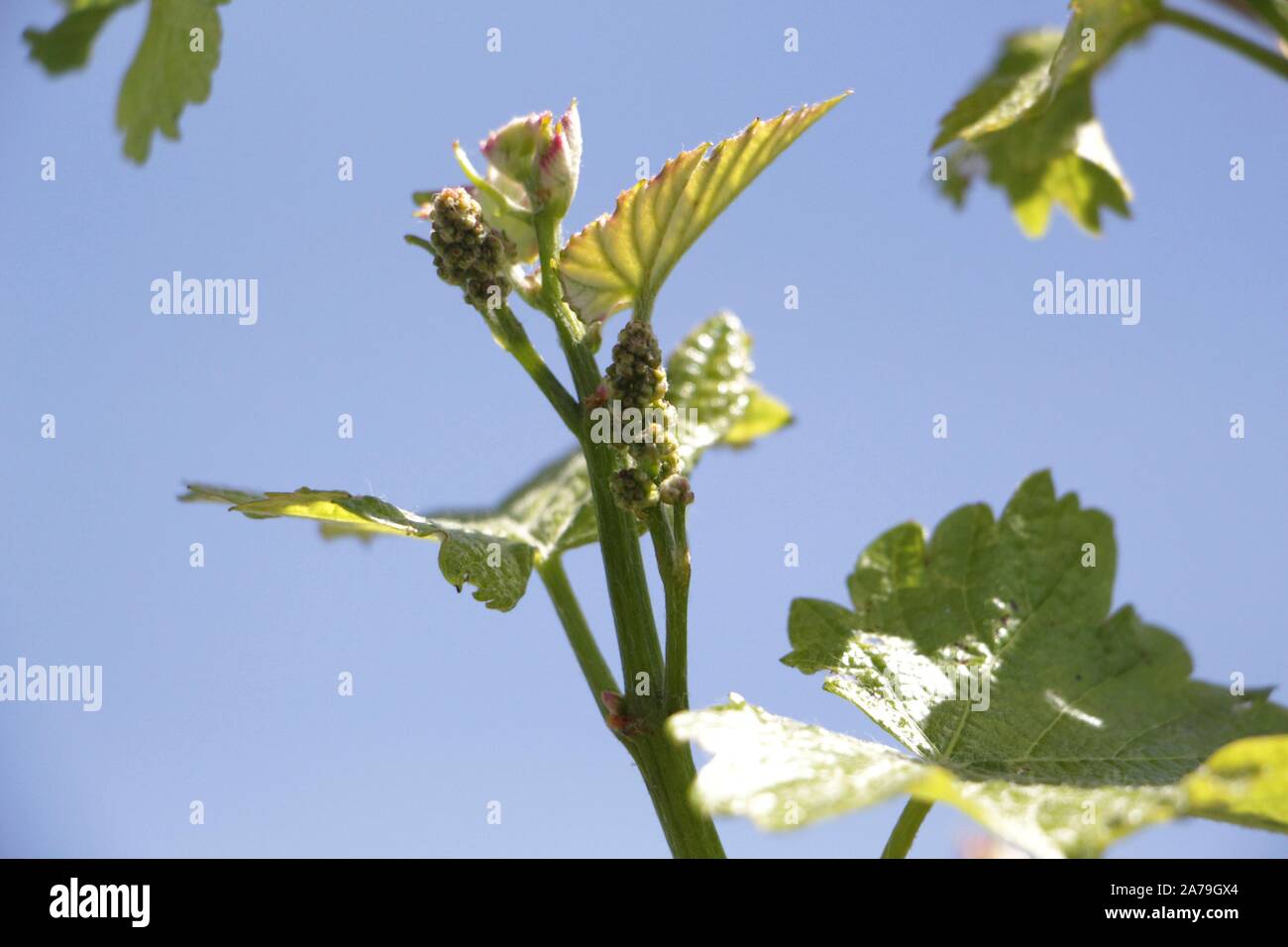 Adelaide. 23 Okt, 2019. Foto am Okt. 23, 2019 zeigt Trauben auf einem Weingut von Nova Vita Gruppe in Adelaide, South Australia. Während die Eröffnungs-China International Import Expo (CIIE) letztes Jahr brachte ihn 'durchschlagenden Erfolg', Geschäftsführer der Nova Vita Gruppe in Südaustralien Mark Kozned erwartet mehr Leistungen bei der zweiten CIIE zu sehen. Die Firma wird ihren Shop auf Chinas online retailing website JD.com. starten Credit: Bai Xu/Xinhua/Alamy leben Nachrichten Stockfoto