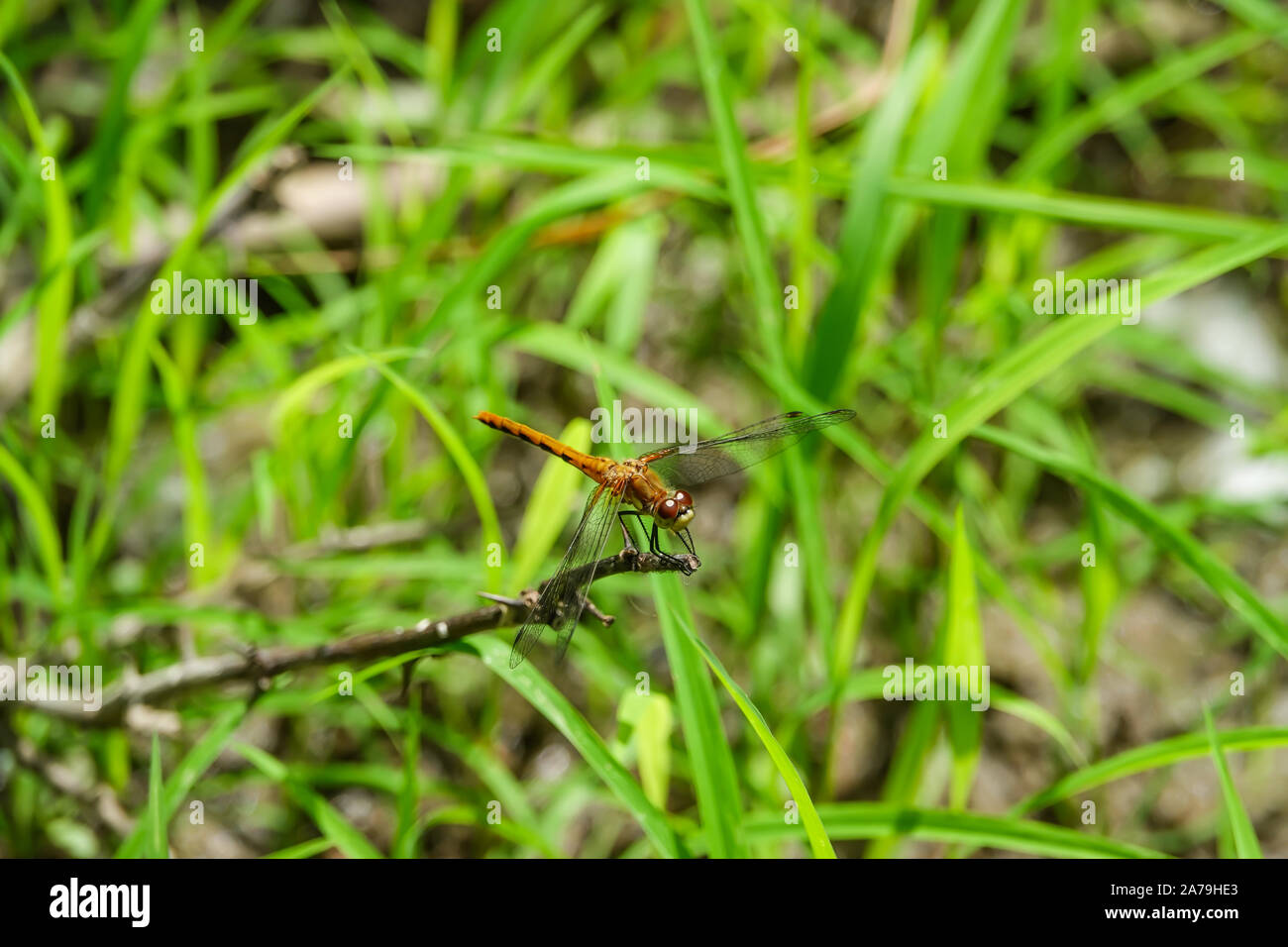 Meadowhawk Dragonfly thront auf Blatt im Sommer Stockfoto