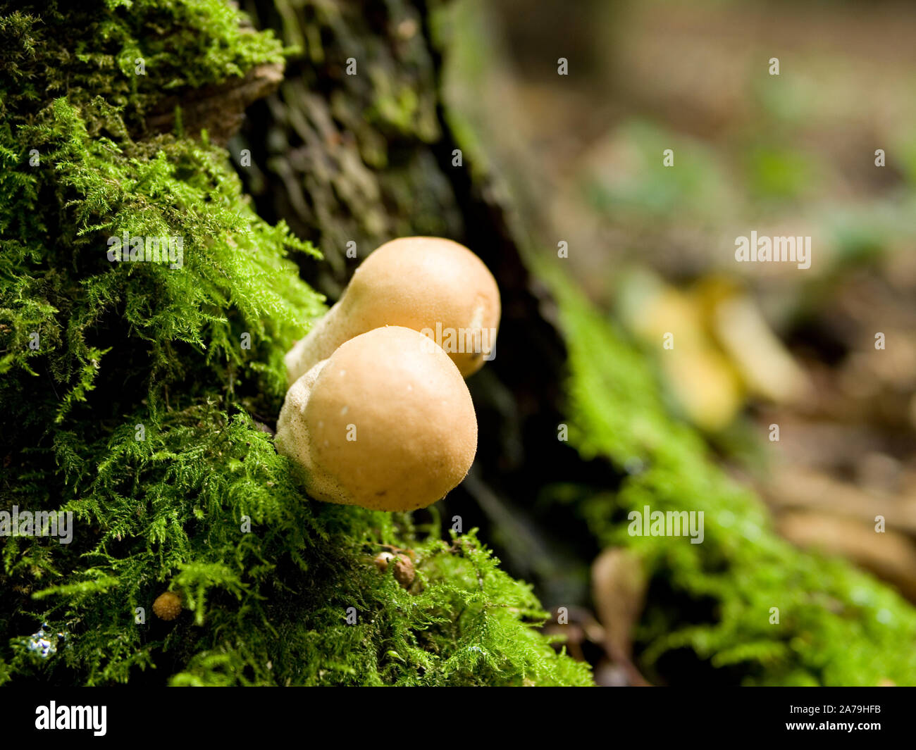 Stumpf Puffball- oder birnenförmig Puffball (Lycoperdon Pyriforme) von einem Bemoosten Baumstumpf im Herbst, Großbritannien Stockfoto