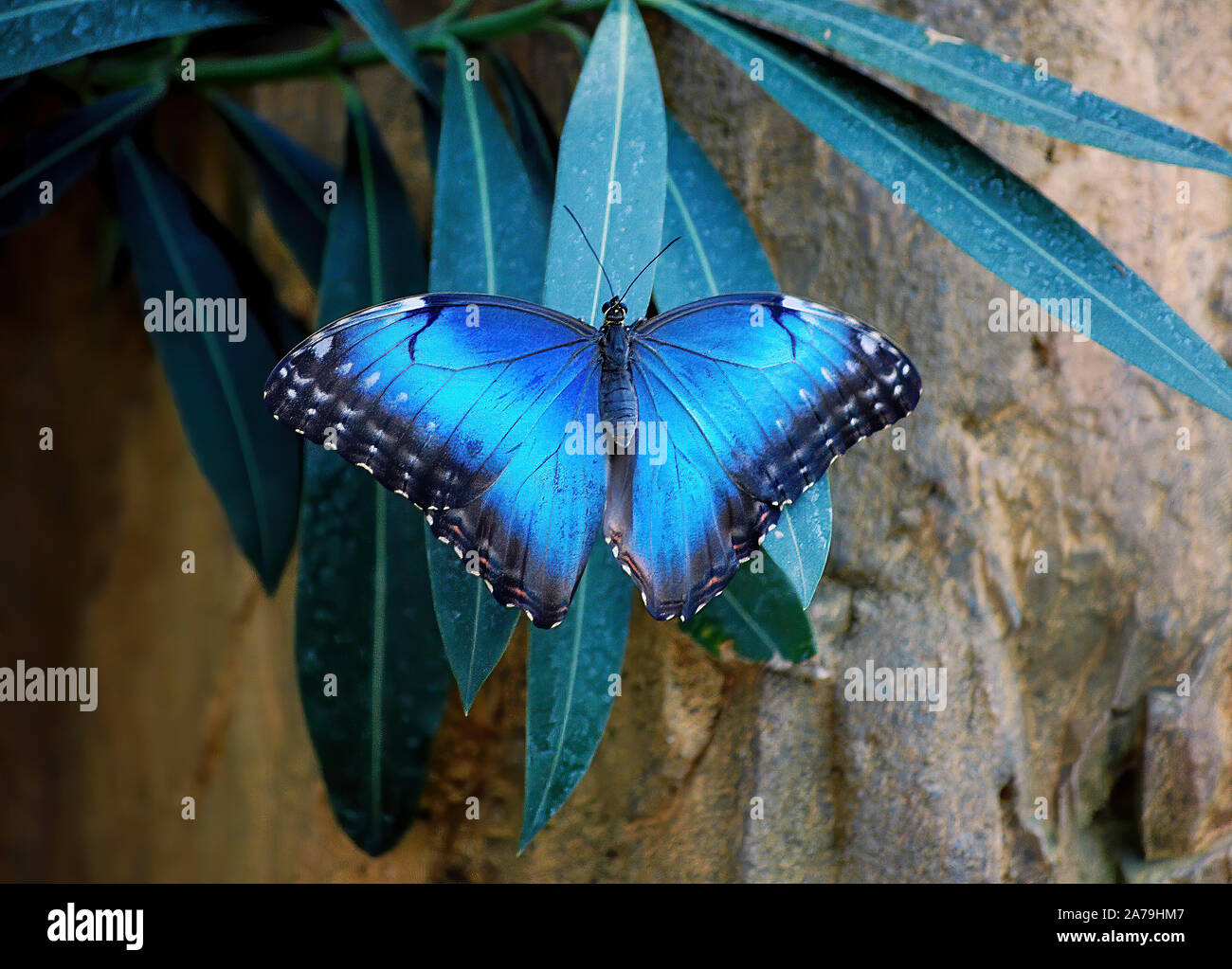 Nahaufnahme der helle blaue Flügel auf blauen Morpho Schmetterling auf Blatt Stockfoto
