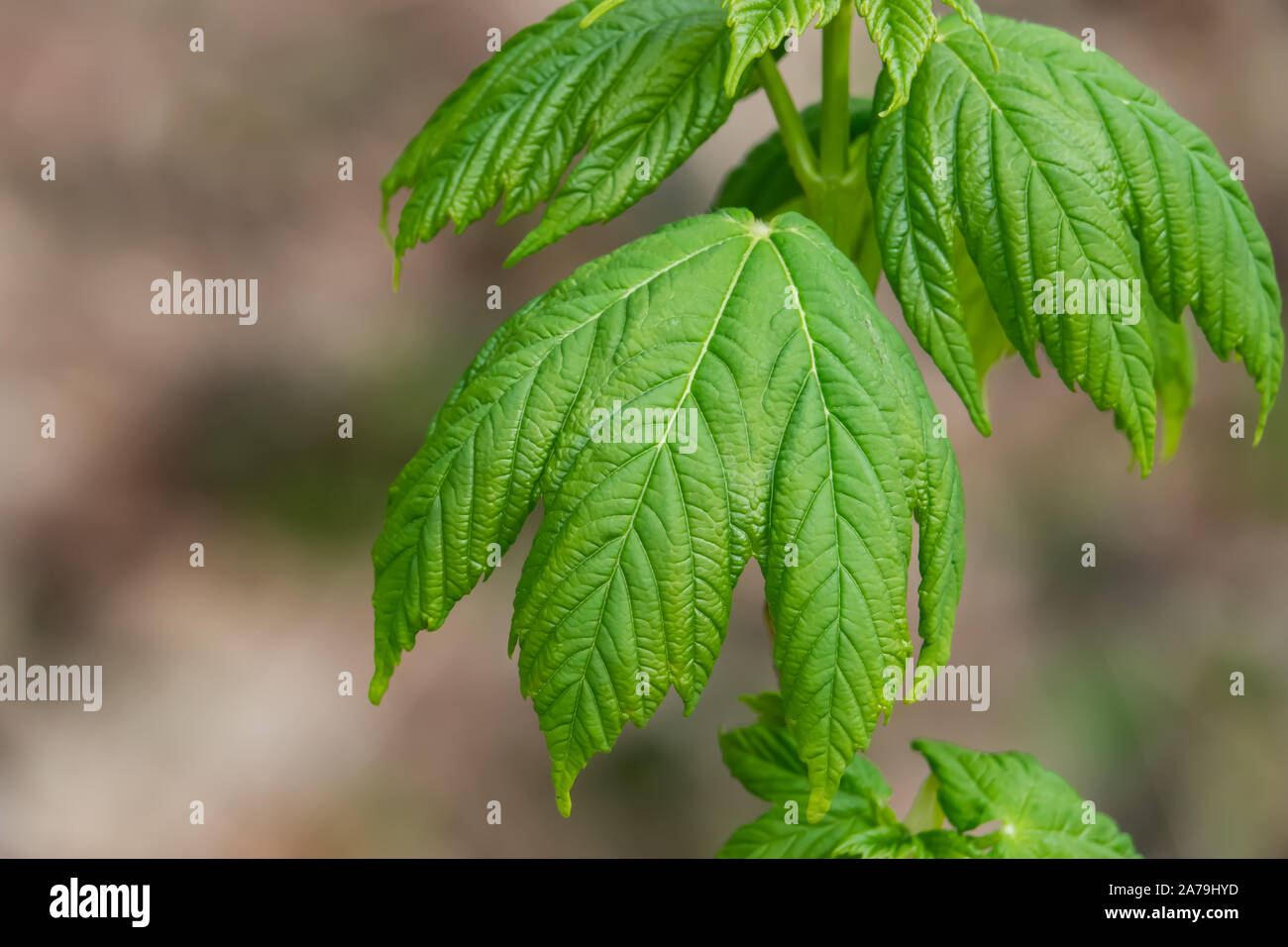 Ahorn Blätter Austrieb im Frühling Stockfoto