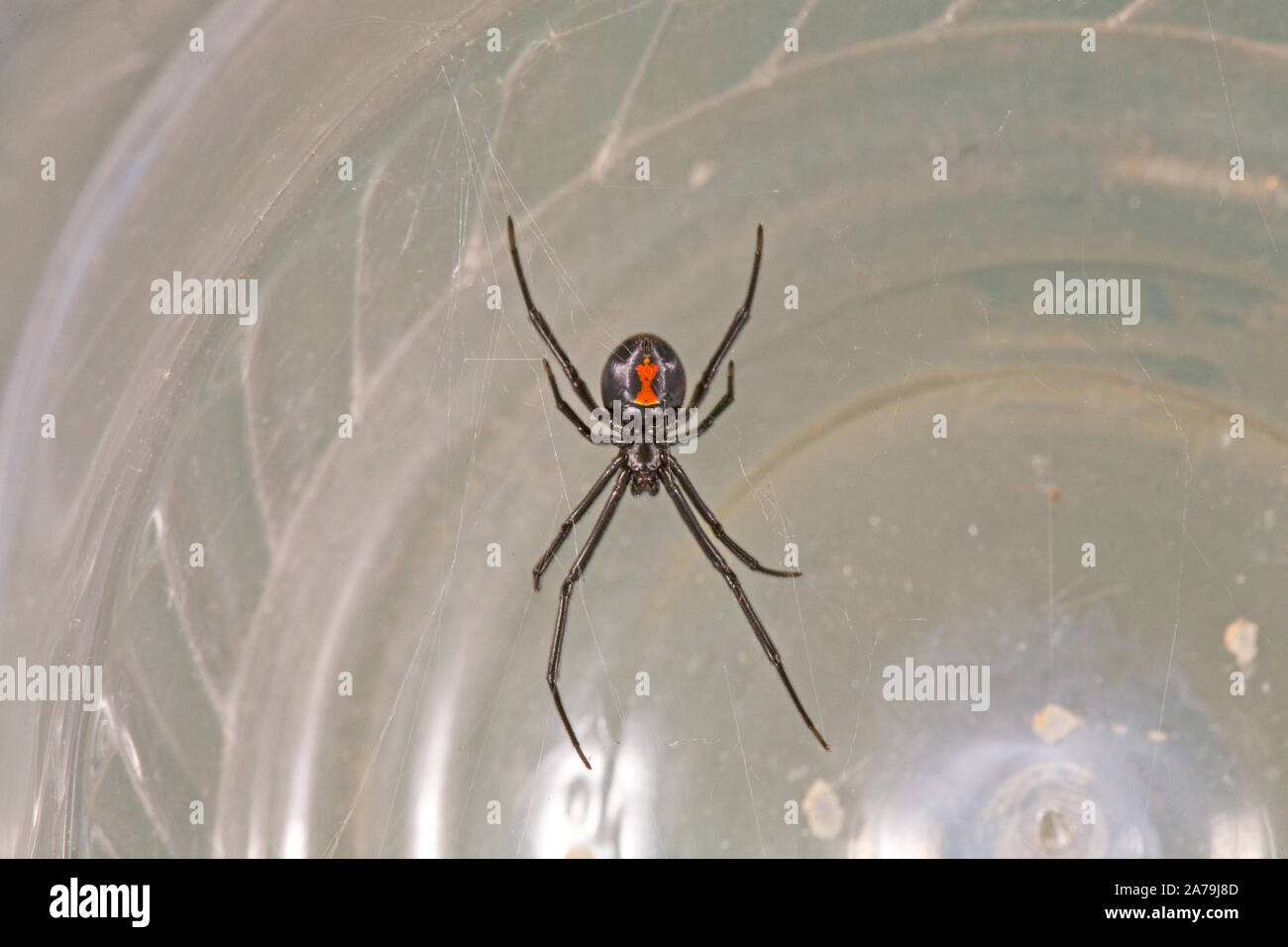 Nahaufnahme eines Western Black Widow Spider, Latrodectus hersperus. Stockfoto