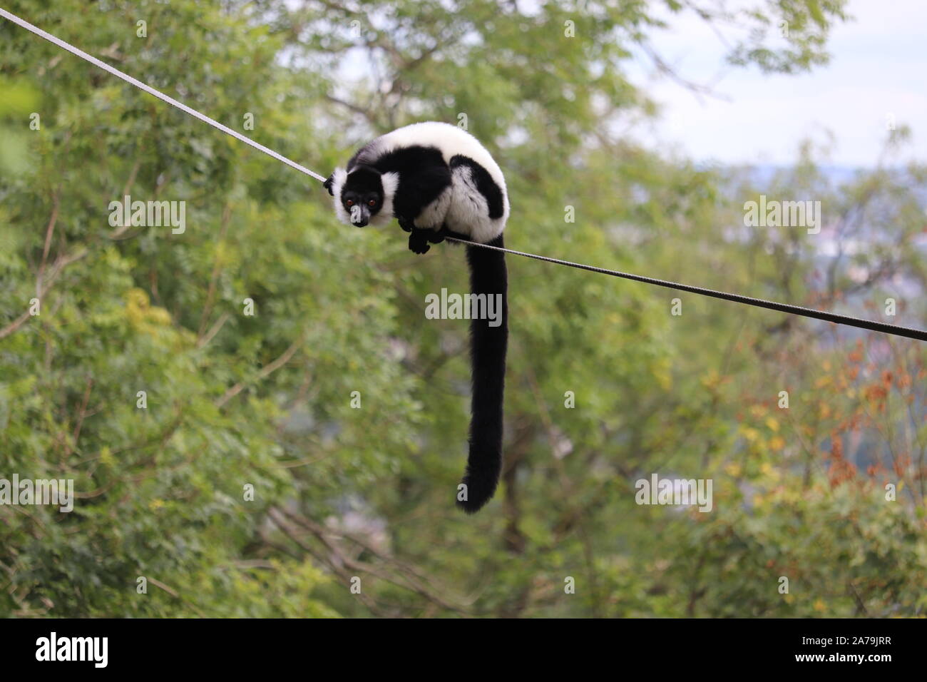 Männliche Schwarze & Weiße Vari (Varecia variegata) Stockfoto