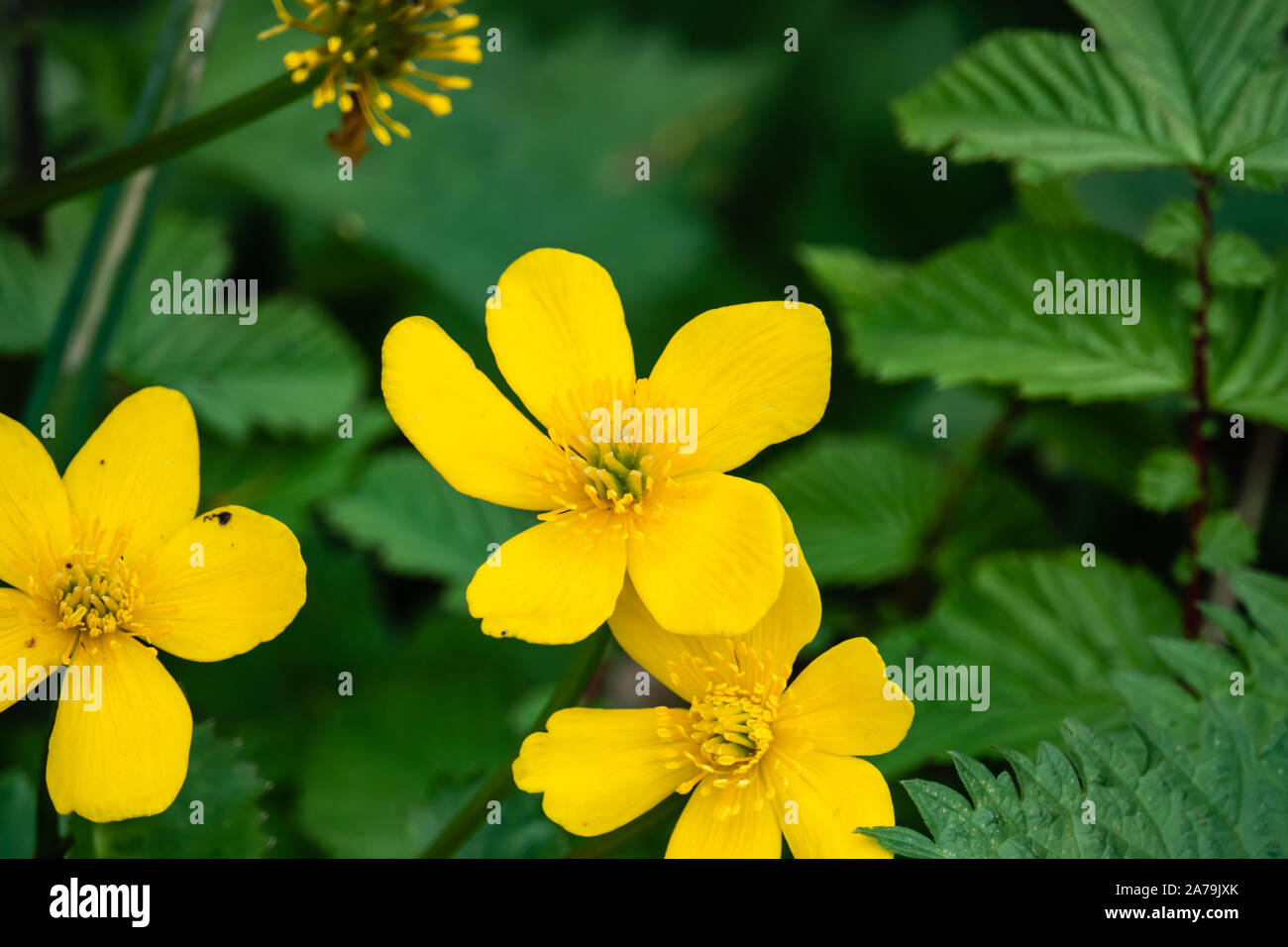 Sumpfdotterblume Blume in voller Blüte im Frühling Stockfoto