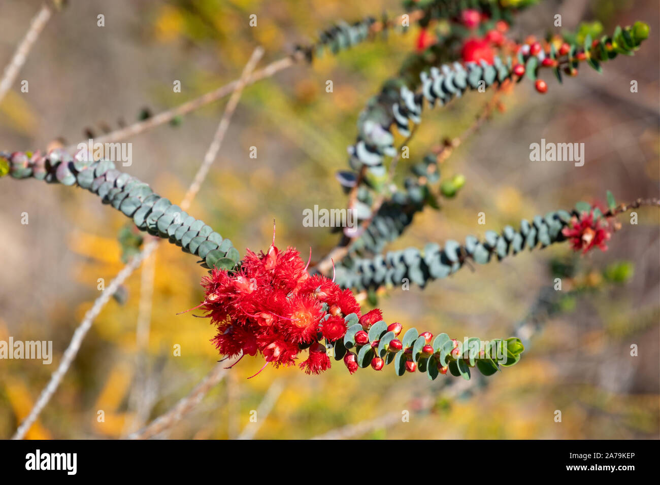 Western Australia - Nahaufnahme der atemberaubenden Red Feather Flower Head Stockfoto