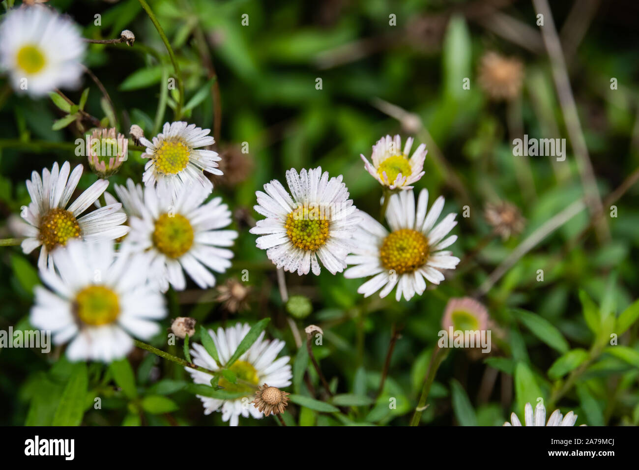Mexikanische Fleabane Blütenstände im Herbst Stockfoto