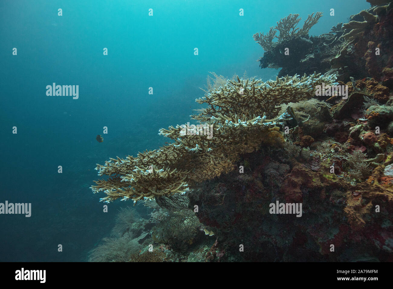 Faszinierende Unterwasserwelt von maratua Island in Ost Kalimantan, der Sulwaesi Meer. Stockfoto