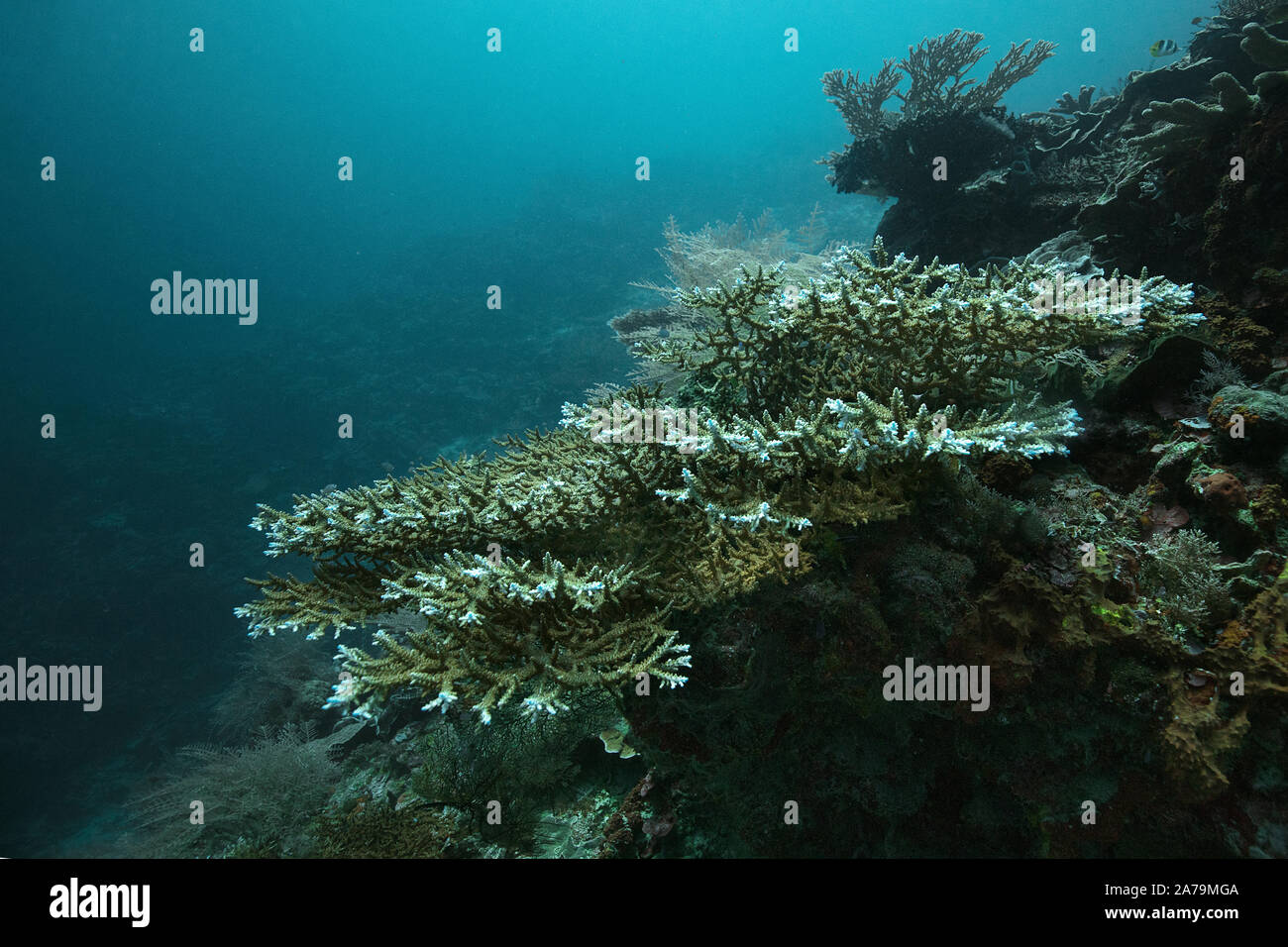 Faszinierende Unterwasserwelt von maratua Island in Ost Kalimantan, der Sulwaesi Meer. Stockfoto