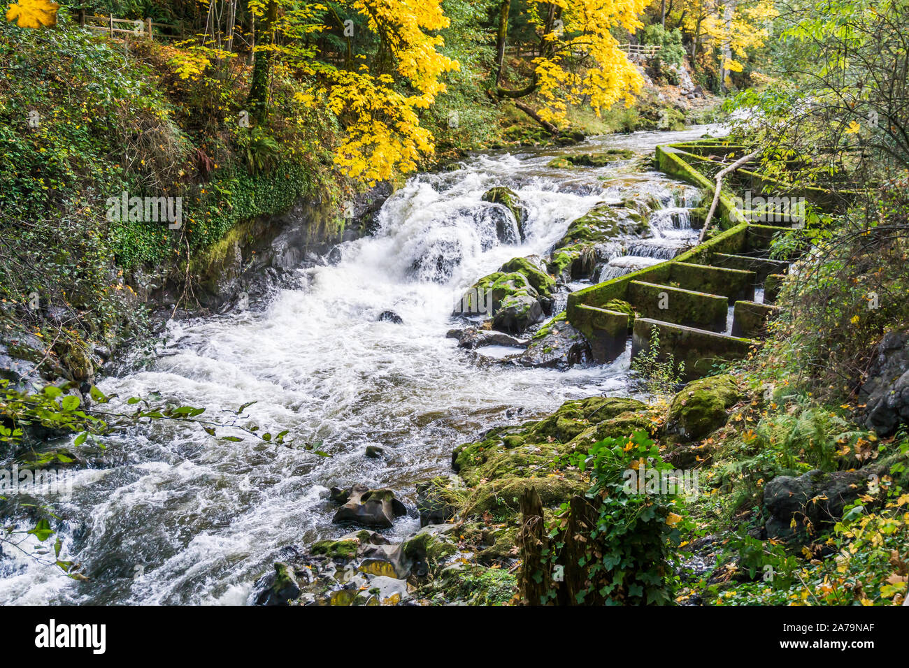 Rapdis und fischtreppe am Tumwater Falls Park im Staat Washington. Stockfoto