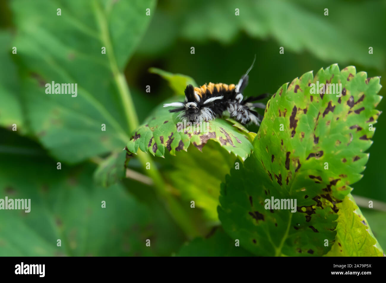 Seidenpflanze Tussock Motte Caterpillar auf Blatt im Sommer Stockfoto