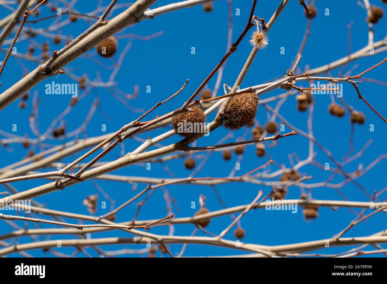 Suchen nach einem Londoner Platane Zweige im Winter sonniger Tag mit einem blauen Himmel. London Ebene (Platanus x Hispanica) für seine Fähigkeit zur Anpassung gepflanzt Stockfoto