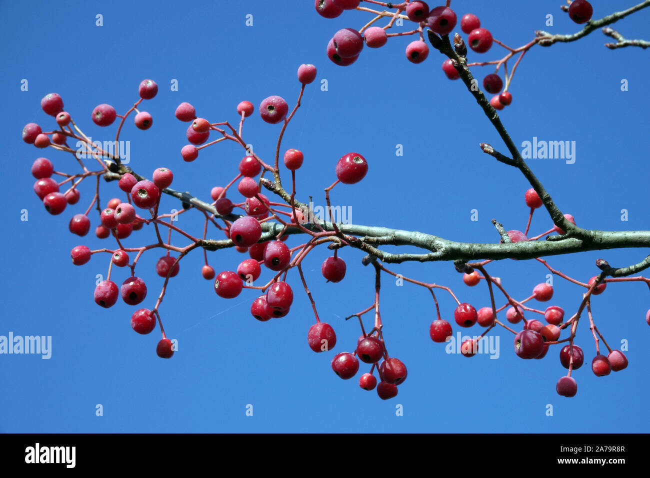 Sorbus zahlbruckneri, rote Beeren gegen blauen Himmel Zweig mit Beeren Stockfoto