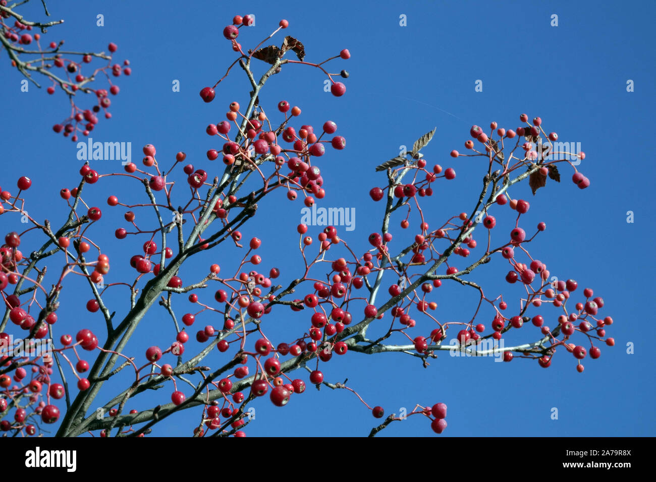 Sorbus zahlbruckneri, rote Beeren gegen den blauen Himmel Stockfoto