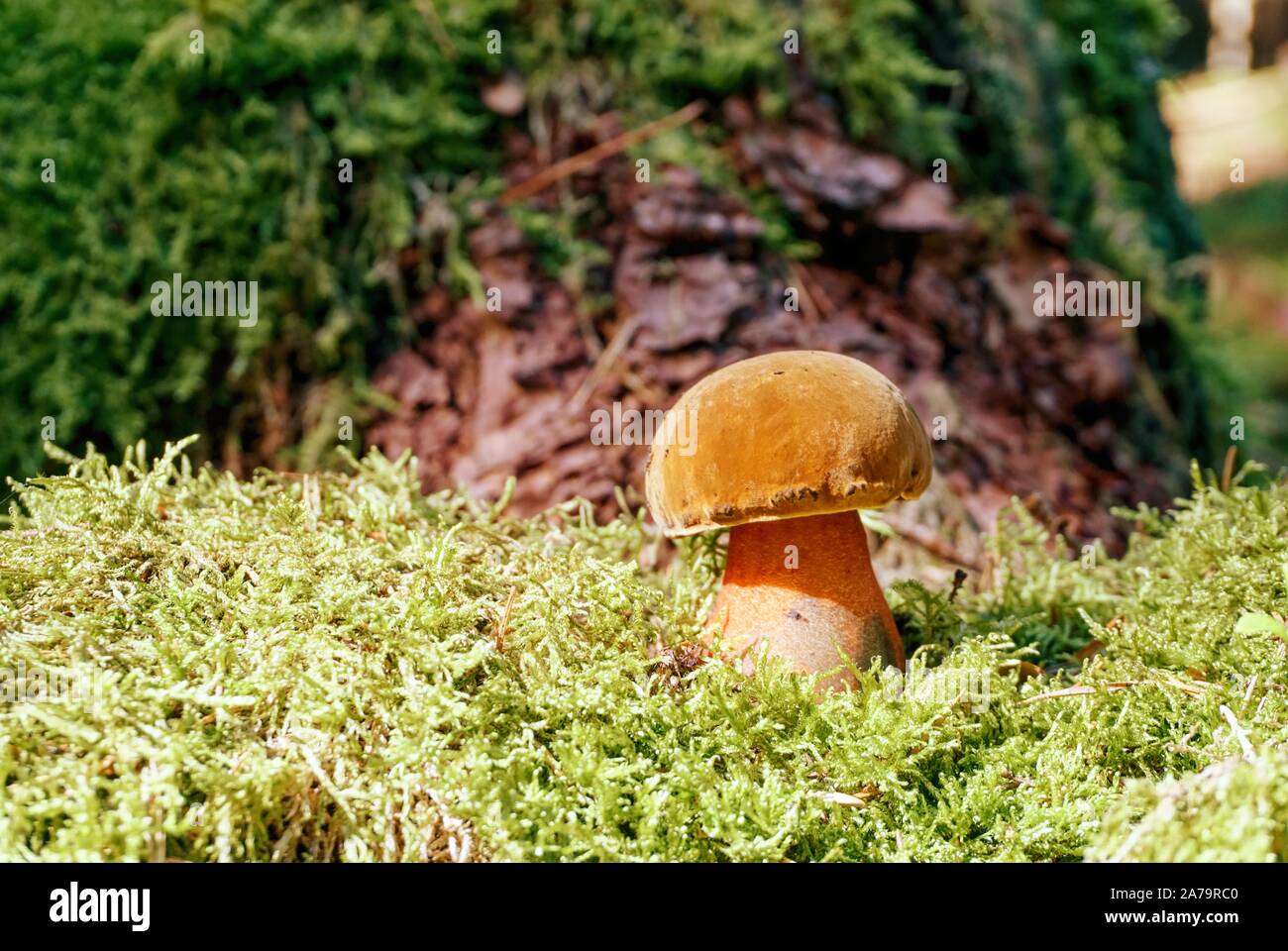 Schöne Steinpilze Pilze mit rosa Stammzellen in einem grünen Moos Stockfoto