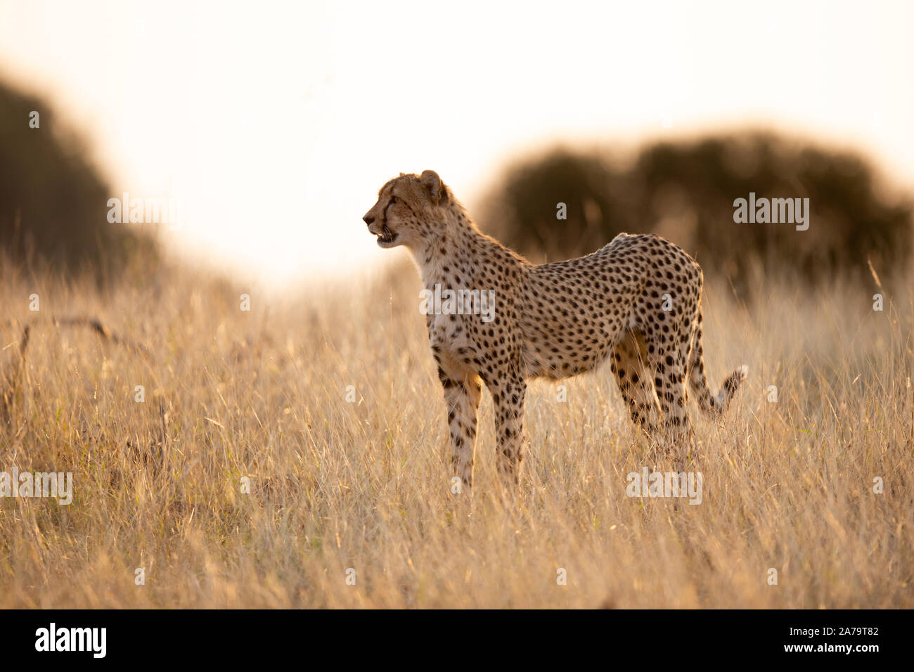 Juvenile männliche Geparden (Acinonyx jubatus) stehen und mit Hintergrundbeleuchtung fotografiert, Mashatu Game Reserve, Botswana Stockfoto