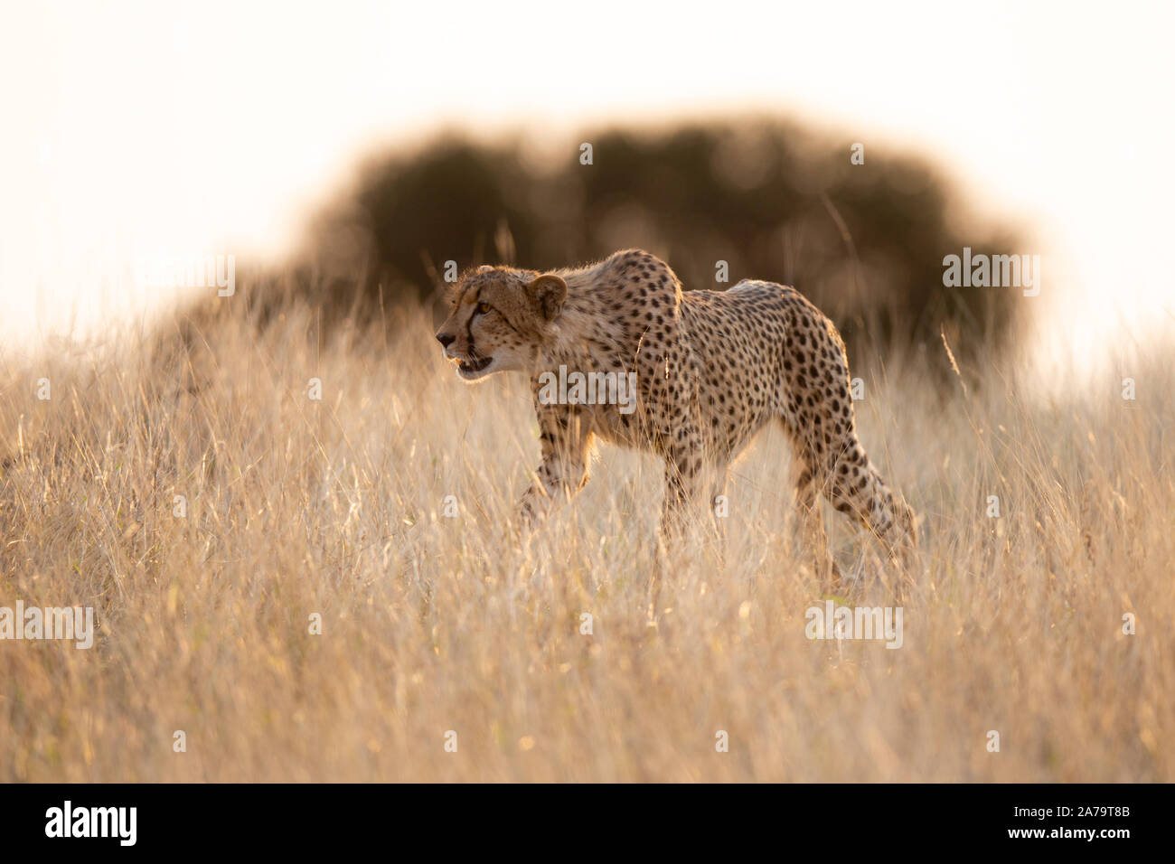 Juvenile männliche Geparden (Acinonyx jubatus) Stalking und mit Hintergrundbeleuchtung fotografiert, Mashatu Game Reserve, Botswana Stockfoto