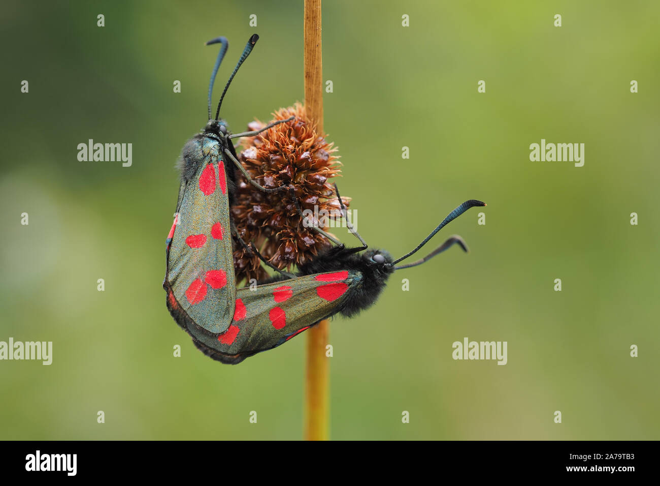 Paarung Six-spot Burnet Motten (Zygaena Filipendulae) auf pflanzlichen Stammzellen thront. Tipperary, Irland Stockfoto