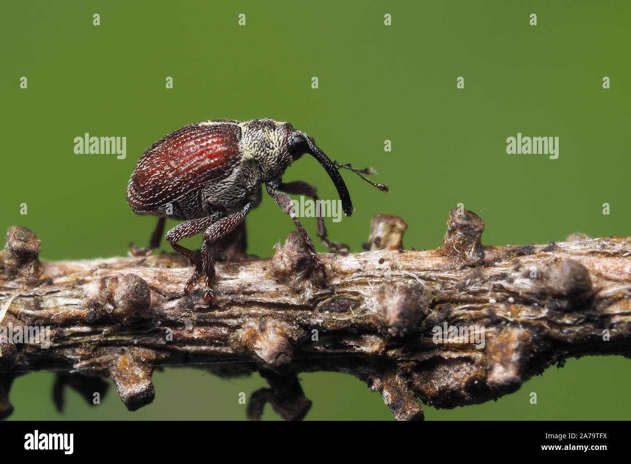 Winzige Rüsselkäfer kriechen auf nadelbaumbaum Zweig. Tipperary, Irland Stockfoto