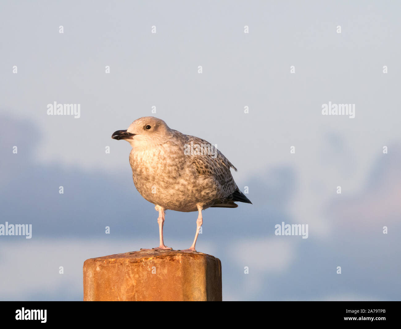 Portrait von juvenile Silbermöwe, junge Möwe, hocken auf Pole, Niederlande Stockfoto